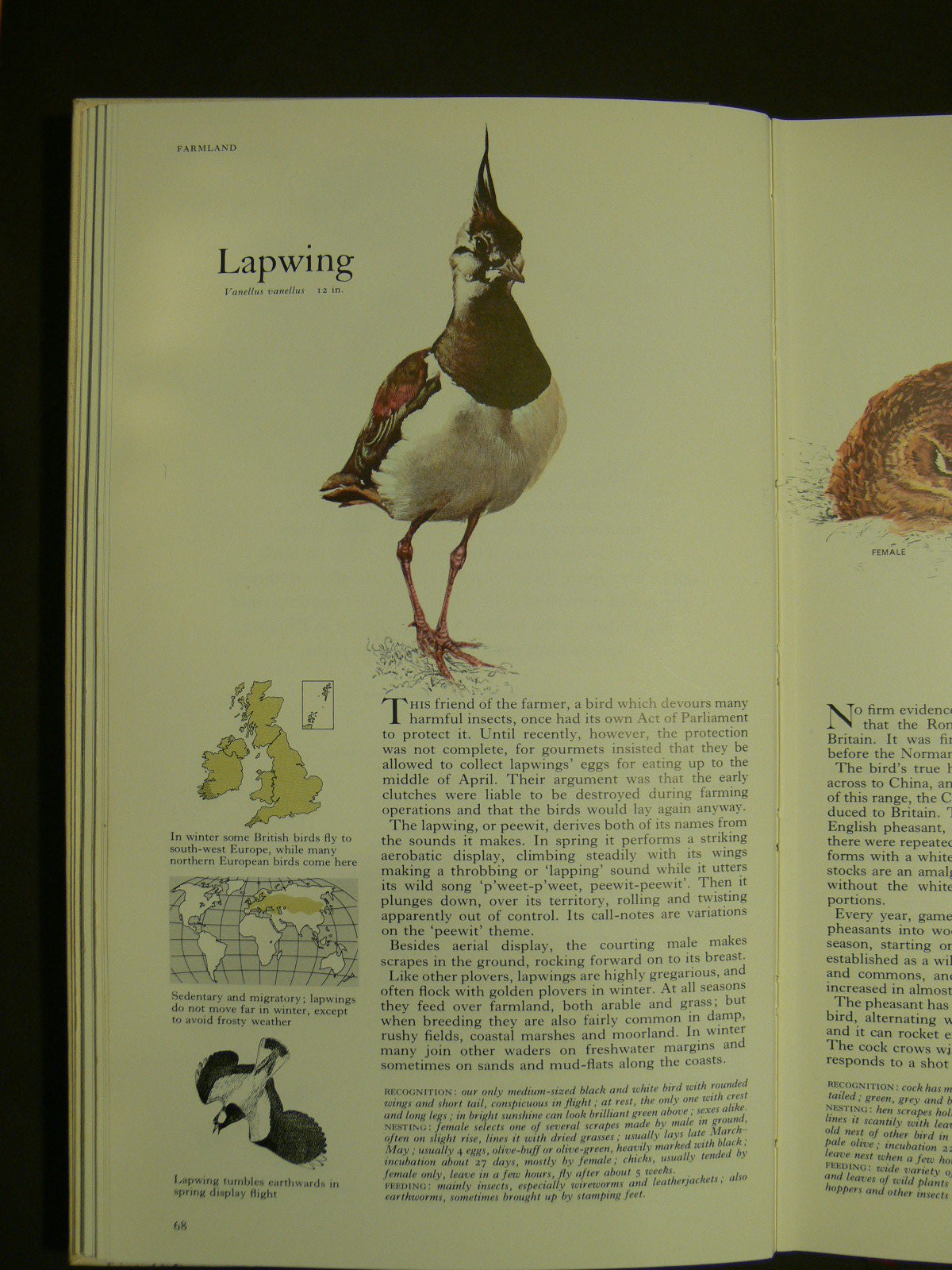 From the Readers Digest Book of Birds, a most valuable and informative book. It 'appeals' ... is a beautiful object, it draws you in like no website ever could.