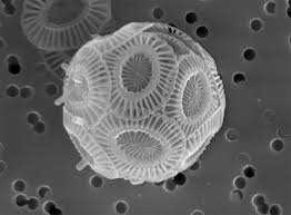 coccolithophore