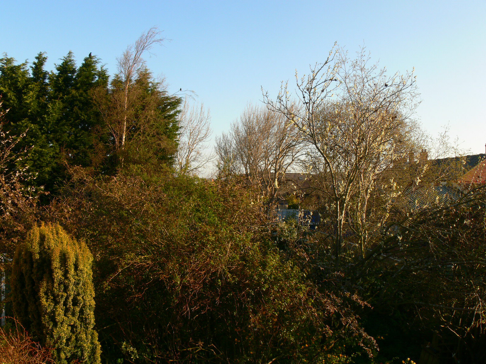 No chemtrail so far 0800 BST NE England.