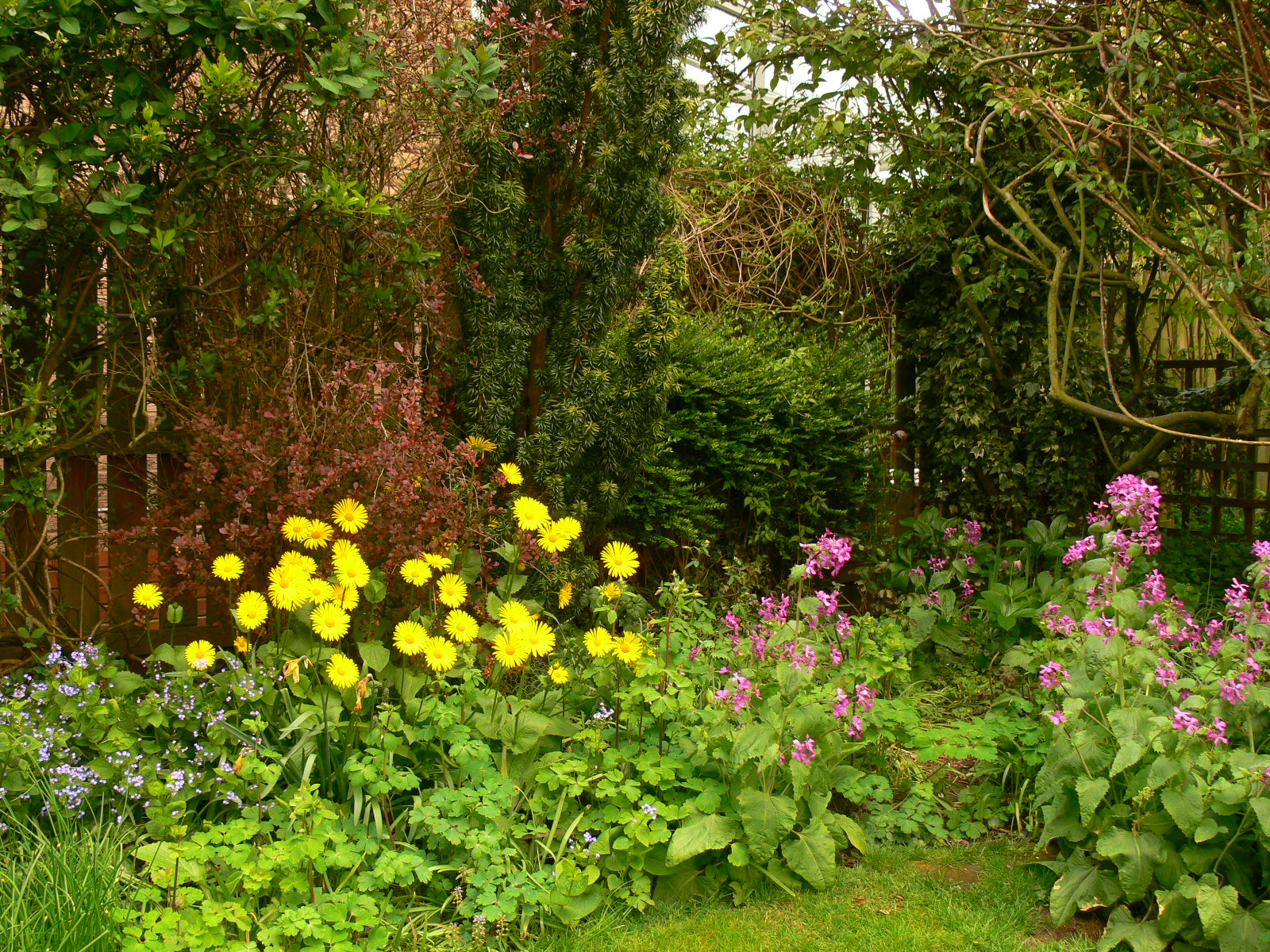 Doronicum looking good, ivy at right is for nesting wren, lots of honeysuckle and rambler rose to flower in a couple of months.