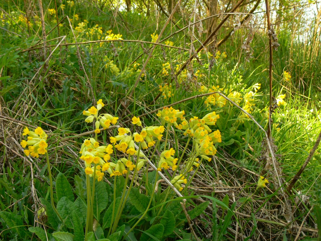 A fifty yard bank of cowslip from Seaham, seed first cast twenty years ago.