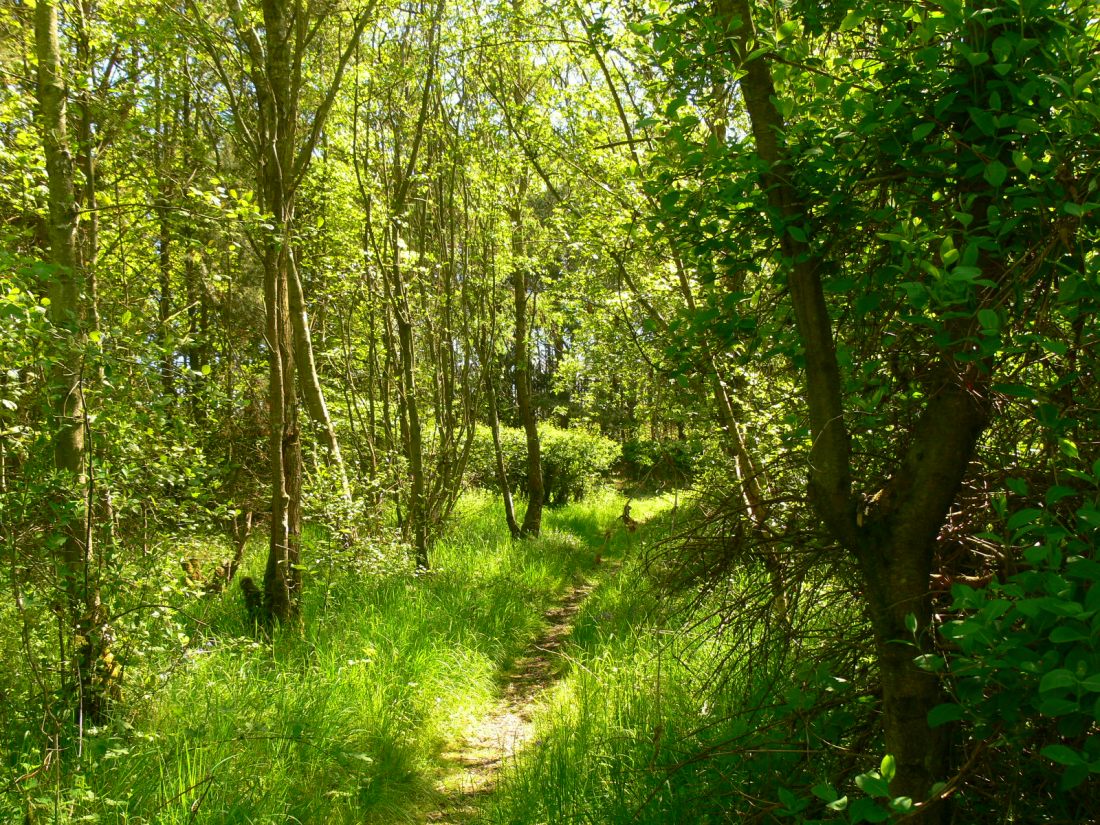 Two dozen native british north country species introduced over as many years, latest successes are avens and primrose where my wifes ashes are scattered.
